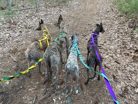 Entry image for Kermit, Annie, Sabrina, and Caramelo!. Clicking this image will show a larger photo