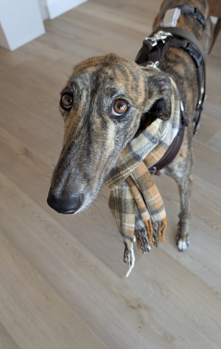 Entry image for Paz. Clicking this image will show a larger photo