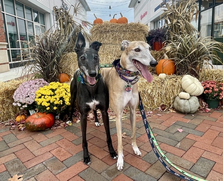 Entry image for Charlie & Mitzi . Clicking this image will show a larger photo