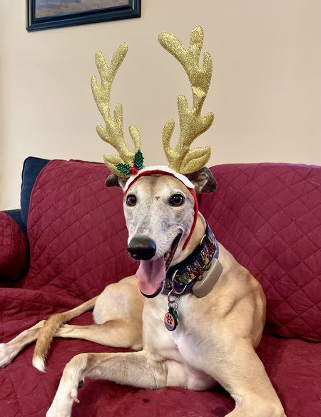 Entry image for Mitzi. Clicking this image will show a larger photo