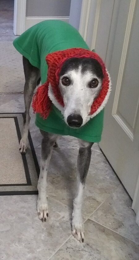 Entry image for Princess. Clicking this image will show a larger photo