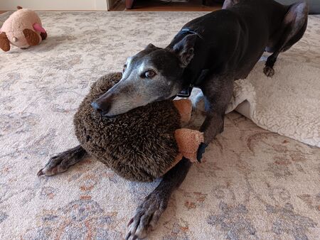 Entry image for Zafrina. Clicking this image will show a larger photo