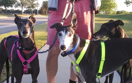 Entry image for Zafrina, Princess and Nina. Clicking this image will show a larger photo