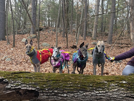 Entry image for Annie, Sabrina, Caramelo, Kermit. Clicking this image will show a larger photo