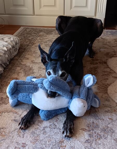 Entry image for Zafrina. Clicking this image will show a larger photo