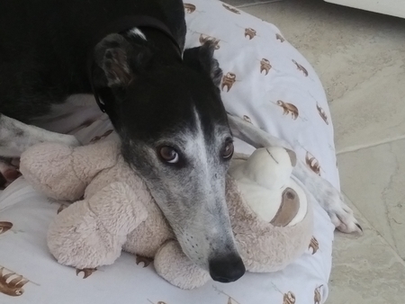 Entry image for Princess. Clicking this image will show a larger photo