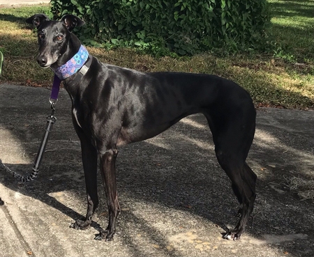 Entry image for Nina. Clicking this image will show a larger photo