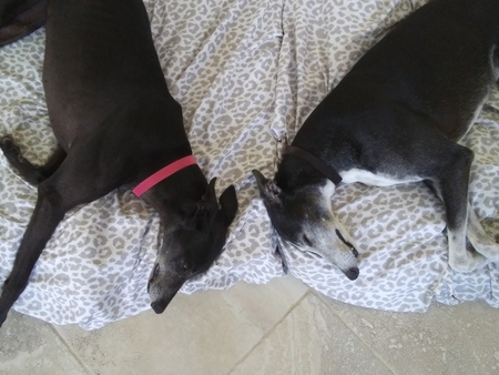 Entry image for Zafrina and Princess. Clicking this image will show a larger photo