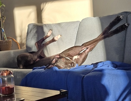 Entry image for Magnus Khan. Clicking this image will show a larger photo