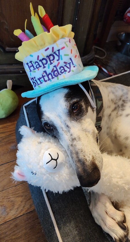 Entry image for Winston. Clicking this image will show a larger photo