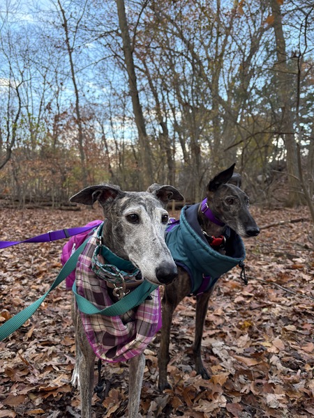 Entry image for Sabrina and Caramelo. Clicking this image will show a larger photo