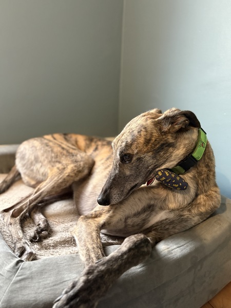 Entry image for Kermit . Clicking this image will show a larger photo