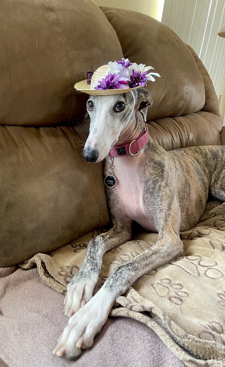 Entry image for Lyric. Clicking this image will show a larger photo