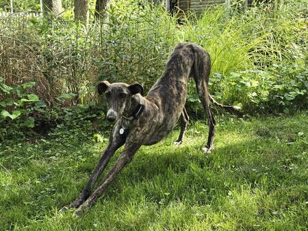 Entry image for Bamba. Clicking this image will show a larger photo