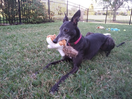 Entry image for Zafrina. Clicking this image will show a larger photo