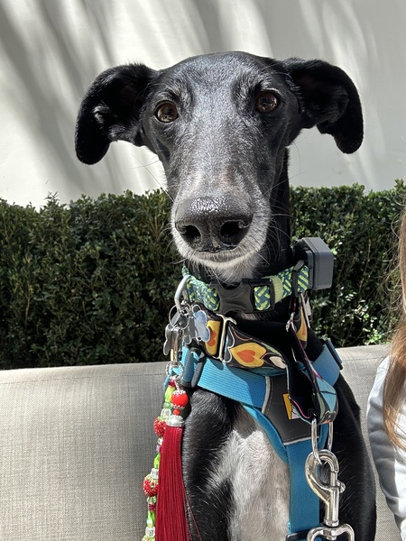 Entry image for Quijote. Clicking this image will show a larger photo