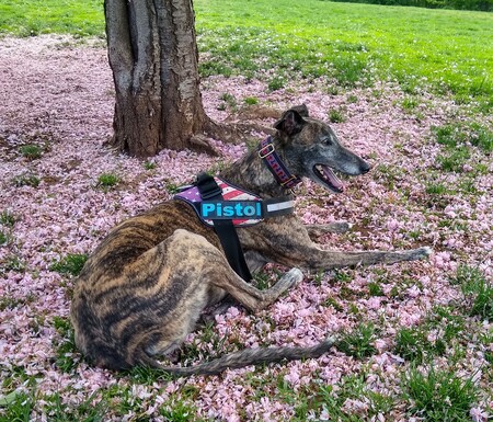 Entry image for Pistol. Clicking this image will show a larger photo