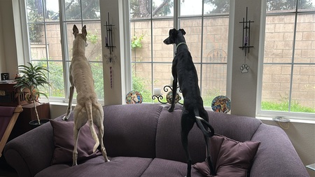 Entry image for Kitty and Quijote. Clicking this image will show a larger photo