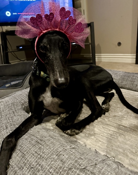 Entry image for Quijote. Clicking this image will show a larger photo