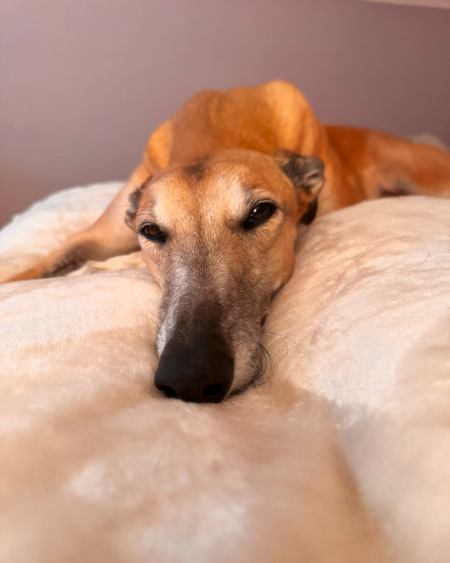 Entry image for Onnalee. Clicking this image will show a larger photo