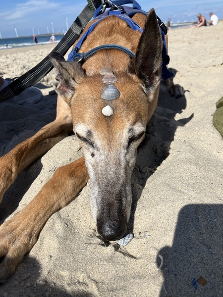 Entry image for Kia. Clicking this image will show a larger photo