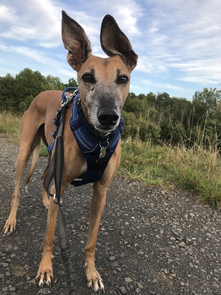 Entry image for Kia. Clicking this image will show a larger photo