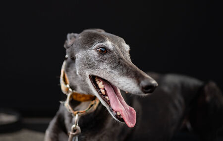 Entry image for Eliza. Clicking this image will show a larger photo