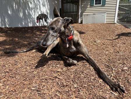 Entry image for caramelo. Clicking this image will show a larger photo