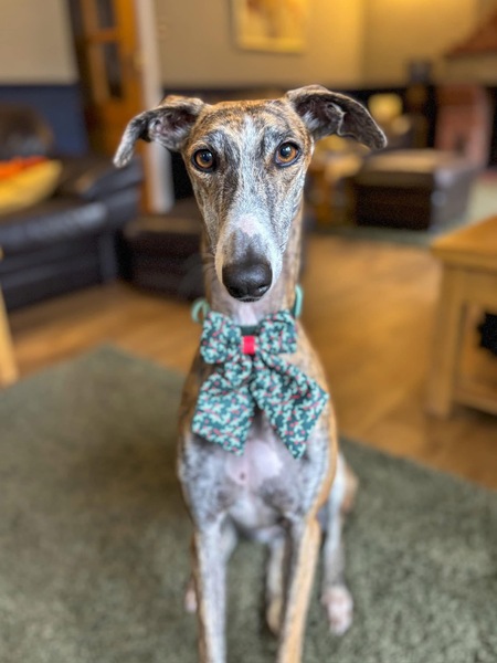 Entry image for Sara. Clicking this image will show a larger photo