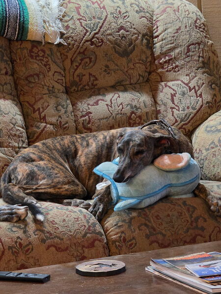 Entry image for Luka. Clicking this image will show a larger photo