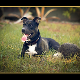 Entry image for Maurice - Ready for a Loving Home!