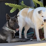 Entry image for Koda & Kol