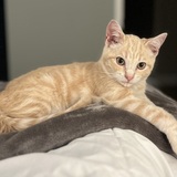 Entry image for Frankie