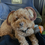 Entry image for Indy
