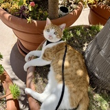 Entry image for Toodles