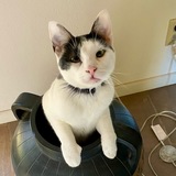 Entry image for Otis