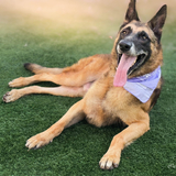 Entry image for Capitan