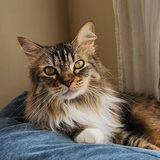 Entry image for Olivia 