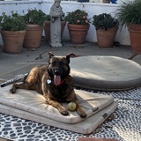 Entry image for Brandy 