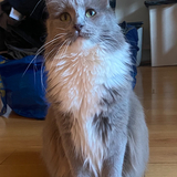 Entry image for Millie Penelope 