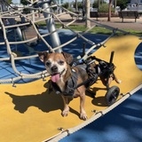 Entry image for Ozzy