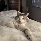 Entry image for Vincent