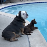 Entry image for Bluey & Bum