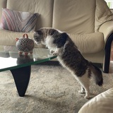 Entry image for Ronan 