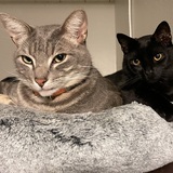 Entry image for Dante & Buster