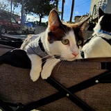 Entry image for Coco