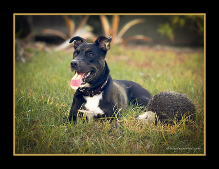 Entry image for Maurice - Ready for a Loving Home!. Clicking this image will show a larger photo