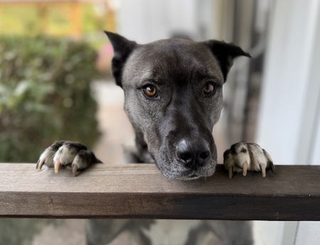 Entry image for Koda. Clicking this image will show a larger photo