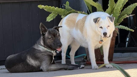Entry image for Koda & Kol. Clicking this image will show a larger photo