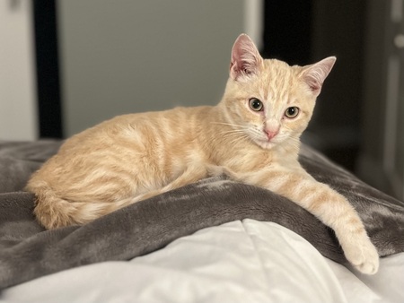 Entry image for Frankie. Clicking this image will show a larger photo
